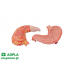 model żołądka człowieka, 2 części - 3b smart anatomy kat. 1000302 k15 3b scientific modele anatomiczne 11